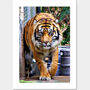 Siberian Tiger Posters and Art